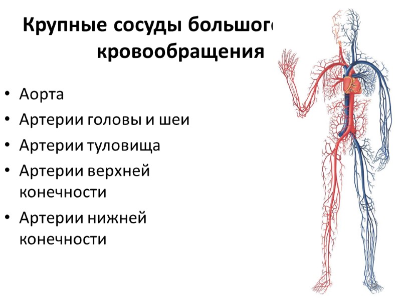 Крупные сосуды большого круга кровообращения Аорта Артерии головы и шеи Артерии туловища Артерии верхней